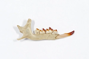 Teeth Prints: Eurasian Water Shrew (Neomys fodiens) jaw
