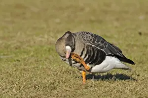 Eurasian White-fronted Goose (Anser albifrons albifrons) adult, scratching beak with foot, standing on grass, Lower River Rhein, Germany, winter