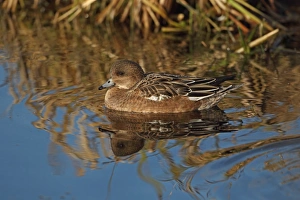 Broadland Prints: Eurasian Wigeon (Anas penelope) adult female