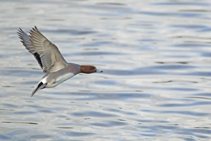 Caerlaverock Prints: Eurasian Wigeon (Anas penelope) adult male