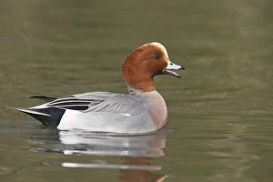Eurasian Wigeon (Anas penelope) adult male, calling on water, Sussex, England
