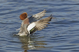 Eurasian Wigeon (Anas penelope) adult male, flapping and drying wings on water, Caerlaverock, Dumfries, Scotland, november