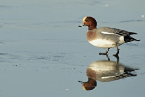 Eurasian Wigeon (Anas penelope) adult male, walking across frozen lake, Caerlaverock W. W. T