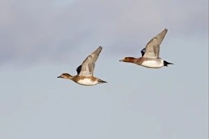 Wigeons Prints: Eurasian Wigeon (Anas penelope) adult pair