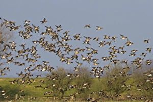 Eurasian Wigeon (Anas penelope) flock, in flight, Slimbridge, Gloucestershire, England, February