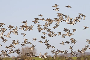 Eurasian Wigeon (Anas penelope) flock, in flight, Slimbridge, Gloucestershire, England, january