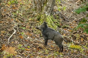 Wild Prints: Eurasian Wild Boar (Sus scrofa) adult