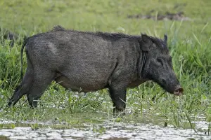Wild Prints: Eurasian Wild Boar (Sus scrofa affinis) adult female