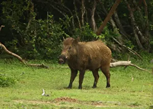 Yala Prints: Eurasian Wild Boar (Sus scrofa affinis) adult male
