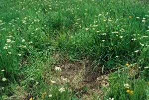 Pigs Prints: Eurasian Wild Boar (Sus scrofa castilianus) diggings for Pignut (Conopodium majus) tubers