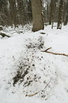 Central Europe Prints: Eurasian Wild Boar (Sus scrofa) foraging marks in snow covered primeval forest habitat