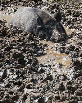 Farmed Prints: Eurasian Wild Boar (Sus scrofa) sow