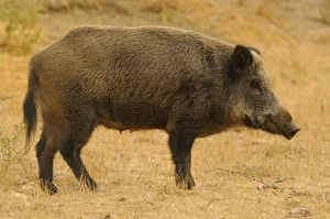 Wild Prints: Eurasian Wild Boar (Sus scrofa) sow, standing, Italy, August