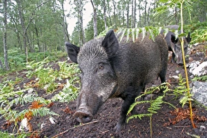 Wild Prints: Eurasian Wild Boar (Sus scrofa) two sows