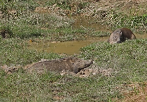 Wild Prints: Eurasian Wild Boar (Sus scrofa vittatus) two adults