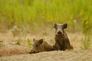 Wild Prints: Eurasian Wild Boar (Sus scrofa) two young, resting on soil, Italy, August