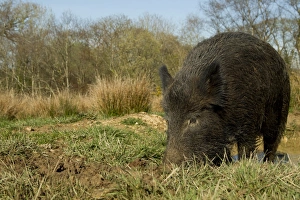 Farmed Prints: Eurasian Wild Boar (Sus scrofa) young male