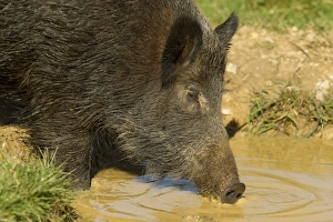 Eurasian Wild Boar (Sus scrofa) young male, close-up of head, drinking at wallow, on wild boar farm, Devon, England, may