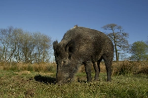Eurasian Wild Boar (Sus scrofa) young male, rooting, on wild boar farm, Devon, England, may