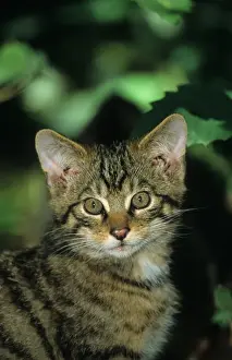 Editor's Picks: Eurasian Wild Cat (Felis silvestris) Scottish race, 12 week old kitten, close-up of head