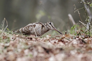 Woodcocks Prints: Eurasian Woodcock (Scolopax rusticola) adult