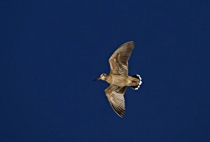 Eurasian Woodcock (Scolopax rusticola) adult, in roding flight over territory at dusk, Norfolk, England, june