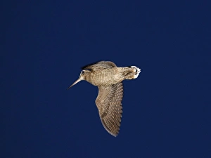 Eurasian Woodcock (Scolopax rusticola) adult, in roding flight over territory at dusk, Norfolk, England, june