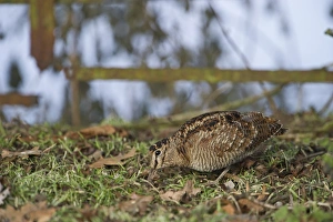 Eurasian Woodcock (Scolopax rusticola) adult, foraging beside rusty metal gate, Norfolk, England, december