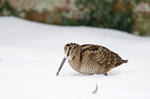 Eurasian Woodcock (Scolopax rusticola) adult, foraging in snow, Norfolk, England, january