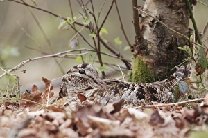 Eurasian Woodcock (Scolopax rusticola) adult, sitting on nest amongst oak leaf litter in woodland, Peak District