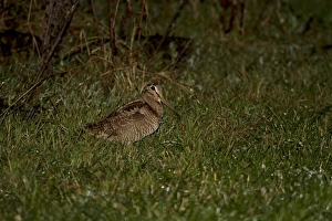 Eurasian Woodcock (Scolopax rusticola) adult, foraging in field at night during rainfall, Shropshire, England, December