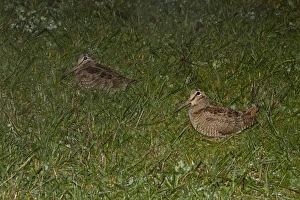 Rains Prints: Eurasian Woodcock (Scolopax rusticola) two adults