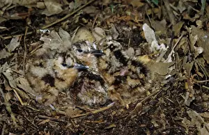 Newly Prints: Eurasian Woodcock (Scolopax rusticola) newly hatched chicks in nest