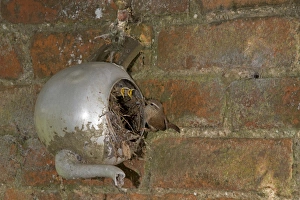 Eurasian Wren (Troglodytes troglodytes) adult, feeding begging chicks, at nest in metal teapot, Shropshire, England