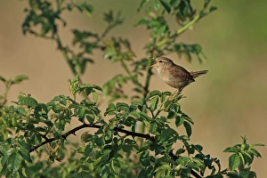 Eurasian Wren (Troglodytes troglodytes) adult, singing, perched on wild rose stem, Norfolk, England, April