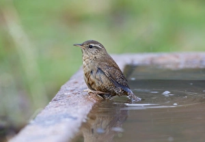 Warwickshire Prints: Eurasian Wren (Troglodytes troglodytes) adult, bathing, Warwickshire, England, December