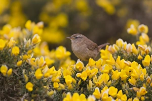 Gorse Prints: Eurasian Wren (Troglodytes troglodytes) adult