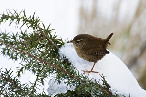 Eurasian Wren (Troglodytes troglodytes) adult, perched on snow covered gorse bush, Crossness Nature Reserve, Bexley