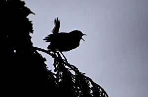 Eurasian Wren (Troglodytes troglodytes) adult, singing, silhouetted at dusk, Midlands, England, july