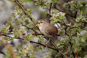 Eurasian Wren (Troglodytes troglodytes) adult, singing, perched on twigs, Warwickshire, England, april