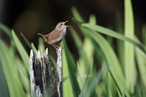 Eurasian Wren (Troglodytes troglodytes) adult, singing, perched on stump, Warwickshire, England, may