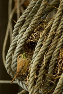 Eurasian Wren (Troglodytes troglodytes) adult, with caterpillars in beak, at nest in coiled rope, Derbyshire, England