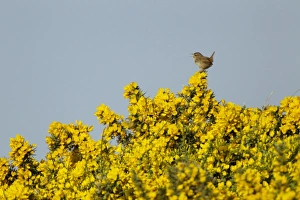 Eurasian Wren (Troglodytes troglodytes) adult, singing, perched on flowering gorse, Jersey, Channel Islands, May