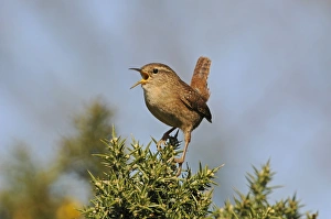 Eurasian Wren (Troglodytes troglodytes) adult, singing, perched on gorse bush, Norfolk, England, March