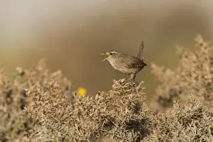 Singing Prints: Eurasian Wren (Troglodytes troglodytes) adult male