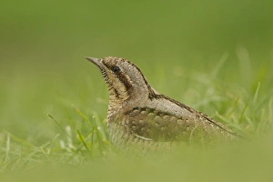 Wood Pecker Prints: Eurasian Wryneck (Jynx torquilla) adult