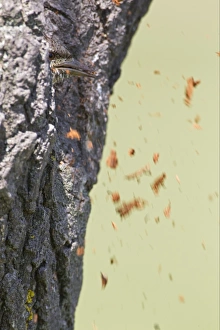 Eurasian Wryneck (Jynx torquilla) adult, with woodchips being thrown out from nest, excavating nesthole in tree trunk, Bulgaria, may