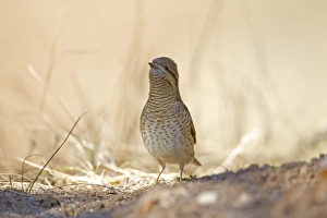 Eurasian Wryneck (Jynx torquilla) adult, autumn migrant, standing on ground, Northern Spain, september