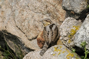 Eurasian Wryneck (Jynx torquilla) adult, foraging for ants amongst rocks, Lemnos, Greece, April