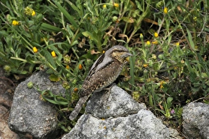 Eurasian Wryneck (Jynx torquilla) adult, foraging for ants amongst rocks, Lemnos, Greece, April